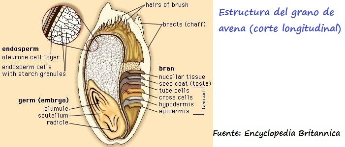 Dibujo de un corte longitudinal de un grano de avena